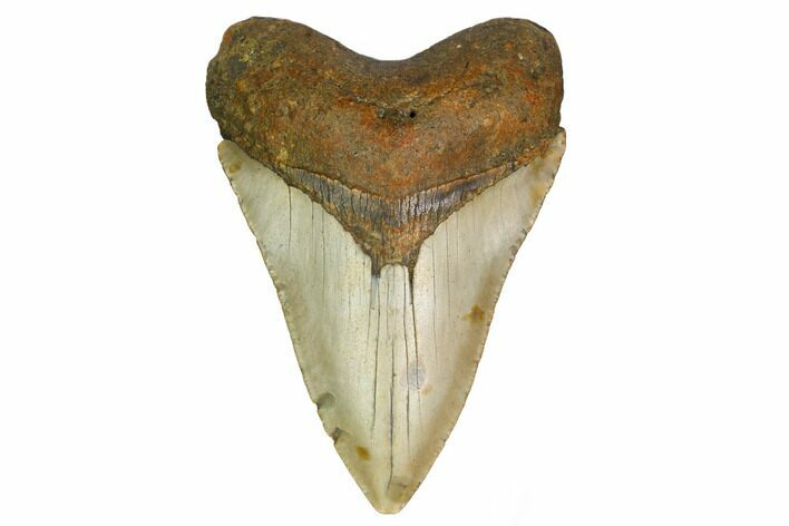 Fossil Megalodon Tooth - North Carolina #166987